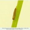 chazara briseis larva1